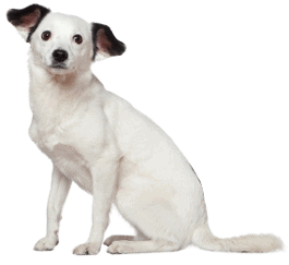 Mischling Hundefutter