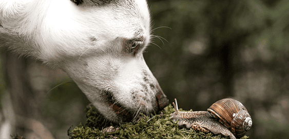 Hund frisst Schnecken: Achtung Lungenwurm