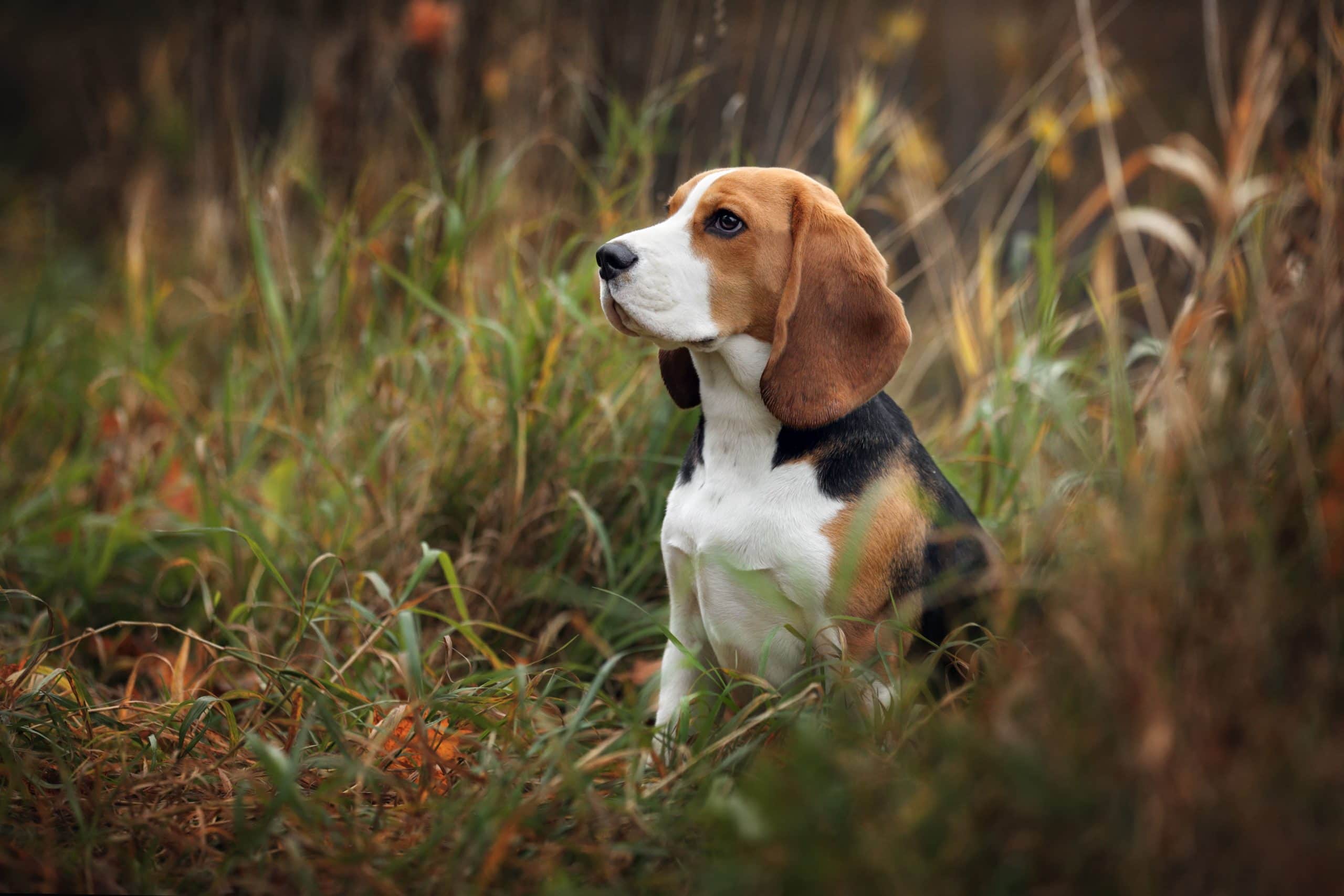 Beagle Futter