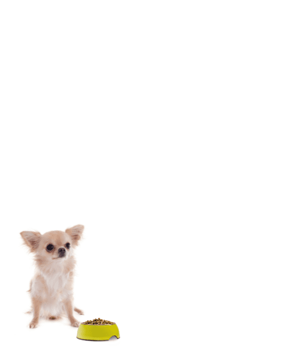 Preisbeispiel kleiner Hund