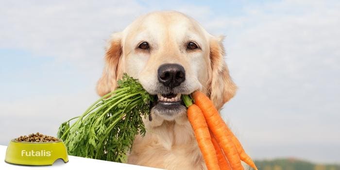 Vegetarisches-Hundefutter-Hund-mit-Karotte-mobile
