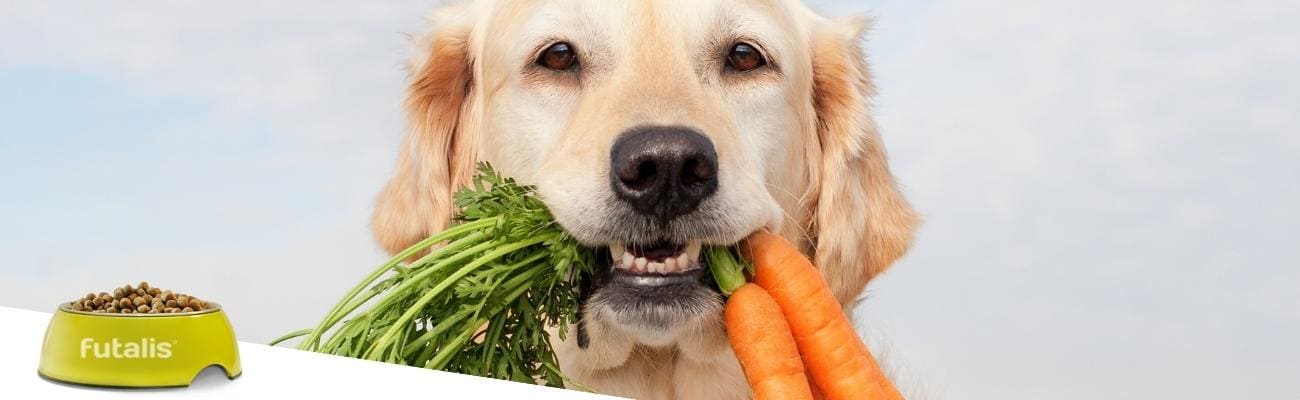Vegetarisches-Hundefutter-Hund-mit-Karotten