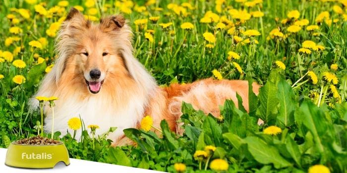 Hund-Platz-beibringen-Collie-liegt-auf-Blumenwiese