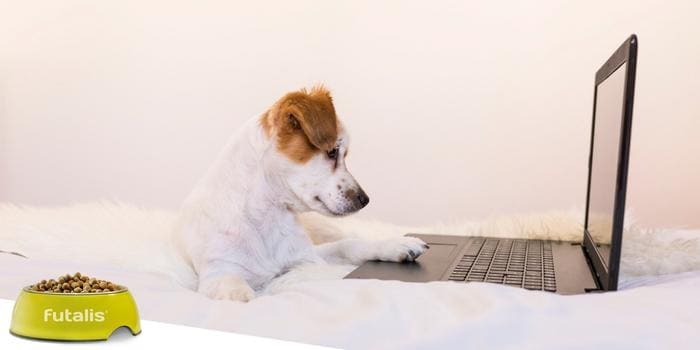 futalis-Newsletter-Hund-vor-Laptop